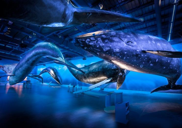 Whales of Iceland
